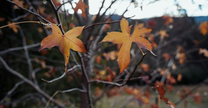 What It Means to Have a Therapist Who Understands Neurodivergence image